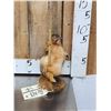 Image 2 : Squirrel On A Stripper Pole Taxidermy