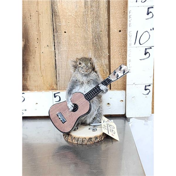 Squirrel Playing Guitar Taxidermy