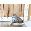 Image 1 : Drunken Squirrel Full Body Taxidermy Mount