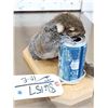 Image 4 : Drunken Squirrel Full Body Taxidermy Mount