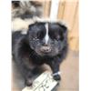 Image 6 : Skunk Full Body Taxidermy Mount