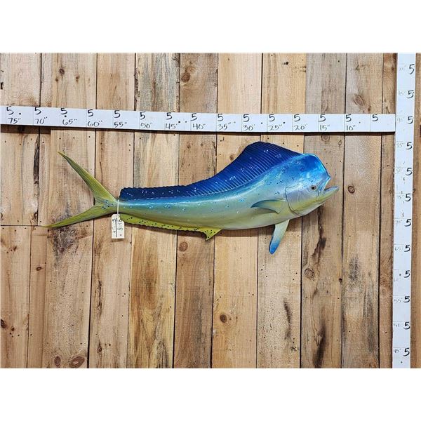 57" Mahi Mahi Reproduction Fish Taxidermy
