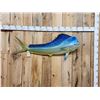 Image 1 : 57" Mahi Mahi Reproduction Fish Taxidermy