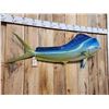 Image 2 : 57" Mahi Mahi Reproduction Fish Taxidermy