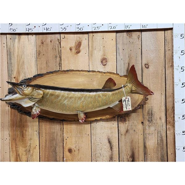 41" Muskie Real Skin Fish Taxidermy