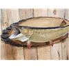 Image 2 : 41" Muskie Real Skin Fish Taxidermy