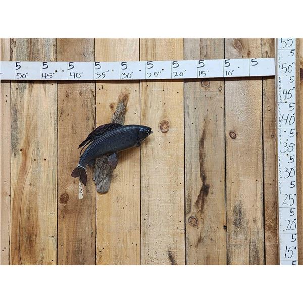 18" Grayling Real Skin Fish Taxidermy