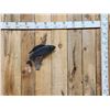 Image 1 : 18" Grayling Real Skin Fish Taxidermy