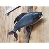 Image 3 : 18" Grayling Real Skin Fish Taxidermy