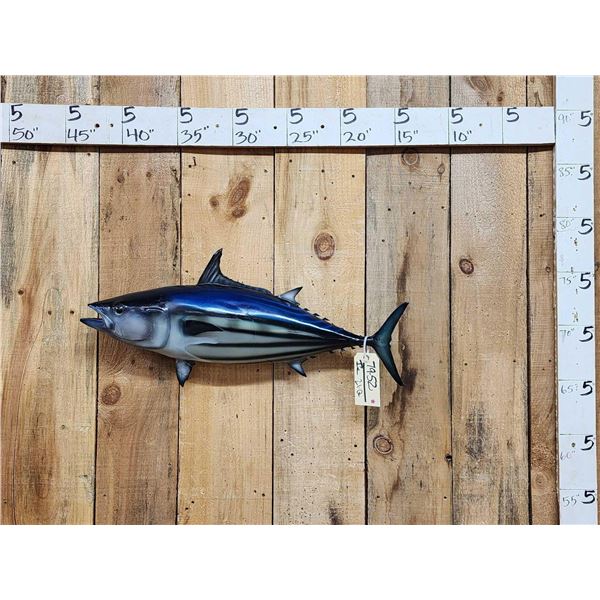 28" Tuna Reproduction Fish Taxidermy