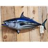 Image 2 : 28" Tuna Reproduction Fish Taxidermy