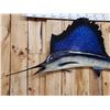 Image 2 : 79" Sail Fish Reproduction Fish Taxidermy