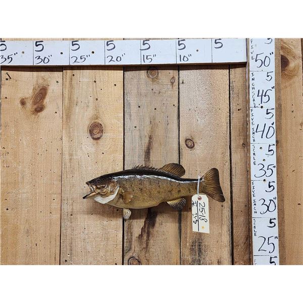 19" Smallmouth Bass Real Skin Fish Taxidermy