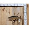 Image 1 : 19" Smallmouth Bass Real Skin Fish Taxidermy