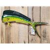 Image 3 : 39" Mahi Mahi Reproduction Fish Taxidermy