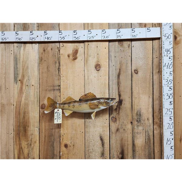 25" Walleye Real Skin Fish Taxidermy