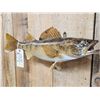 Image 3 : 25" Walleye Real Skin Fish Taxidermy