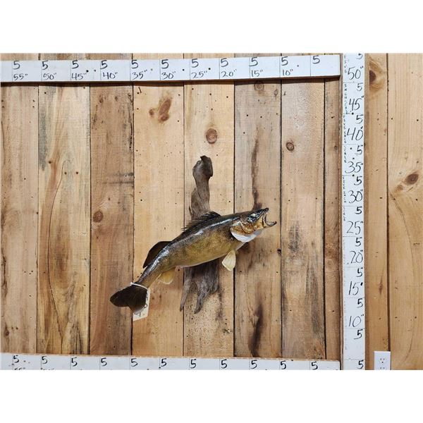 27" Walleye Real Skin Fish Taxidermy