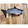 Image 3 : 39" King Salmon Real Skin Fish Taxidermy