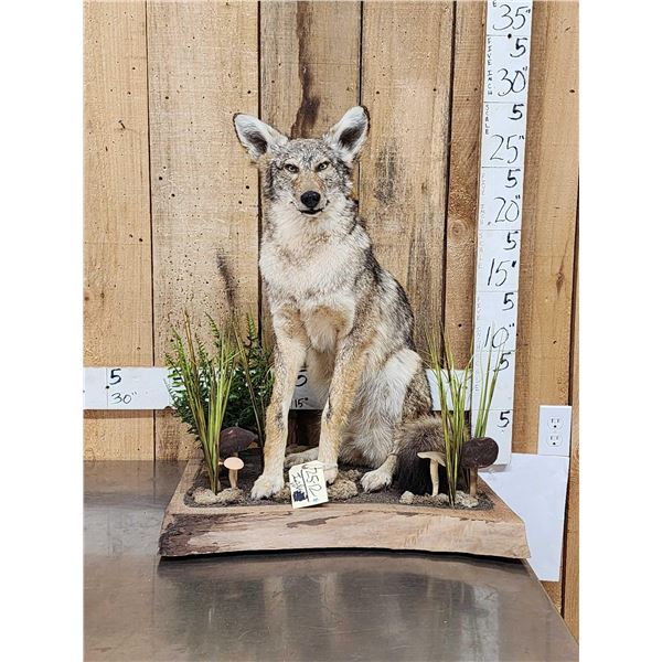 Coyote Full Body Taxidermy Mount