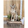 Image 1 : Coyote Full Body Taxidermy Mount