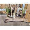 Image 3 : Coyote Full Body Taxidermy Mount