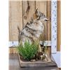 Image 4 : Coyote Full Body Taxidermy Mount