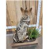 Image 7 : Coyote Full Body Taxidermy Mount