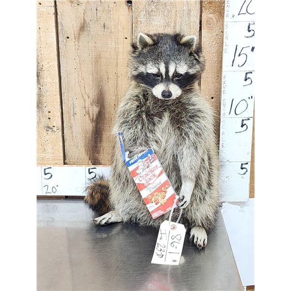 Raccoon Eating Cracker Jacks Taxidermy Mount