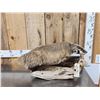 Image 2 : Badger Full Body Taxidermy Mount