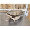Image 4 : Badger Full Body Taxidermy Mount