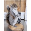 Image 3 : 3 Cute Critters Taxidermy Lot