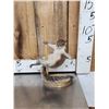 Image 4 : 3 Cute Critters Taxidermy Lot