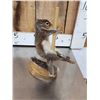 Image 5 : 3 Cute Critters Taxidermy Lot