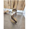 Image 6 : 3 Cute Critters Taxidermy Lot