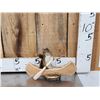 Image 7 : 3 Cute Critters Taxidermy Lot