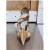 Image 8 : 3 Cute Critters Taxidermy Lot