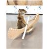 Image 9 : 3 Cute Critters Taxidermy Lot