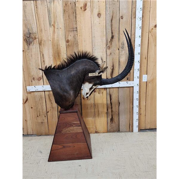 African Sable Antelope Pedestal Taxidermy Mount