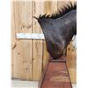Image 2 : African Sable Antelope Pedestal Taxidermy Mount