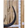 Image 3 : African Sable Antelope Pedestal Taxidermy Mount
