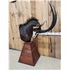 Image 4 : African Sable Antelope Pedestal Taxidermy Mount