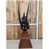 Image 5 : African Sable Antelope Pedestal Taxidermy Mount