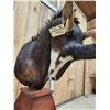 Image 6 : African Sable Antelope Pedestal Taxidermy Mount