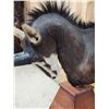 Image 7 : African Sable Antelope Pedestal Taxidermy Mount