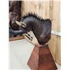Image 9 : African Sable Antelope Pedestal Taxidermy Mount
