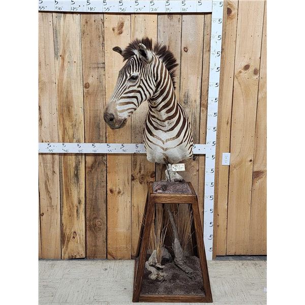 Zebra Pedestal Taxidermy Mount