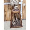 Image 3 : Zebra Pedestal Taxidermy Mount