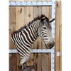 Image 5 : Zebra Pedestal Taxidermy Mount