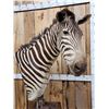 Image 6 : Zebra Pedestal Taxidermy Mount